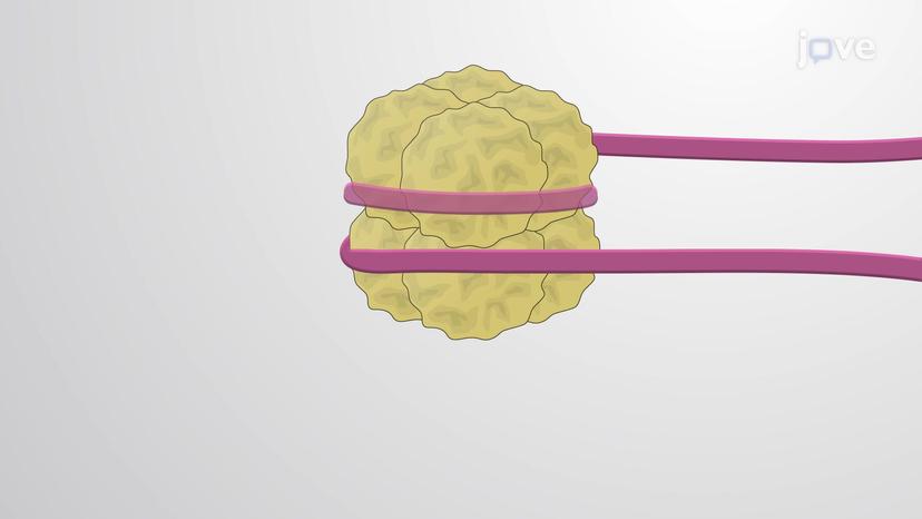 The Nucleosome