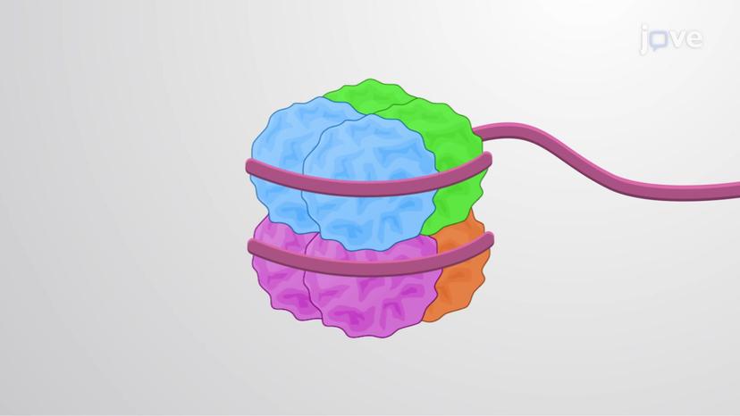 The Nucleosome Core Particle