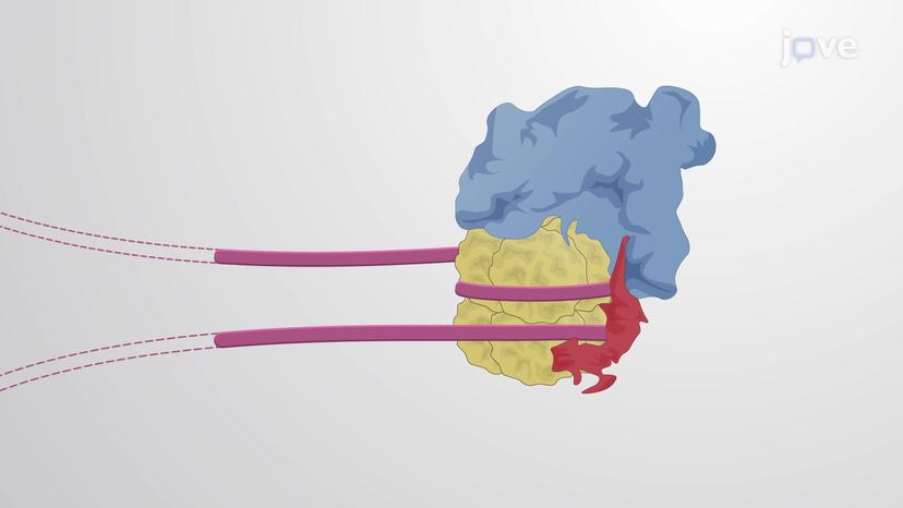 Nucleosome Remodeling