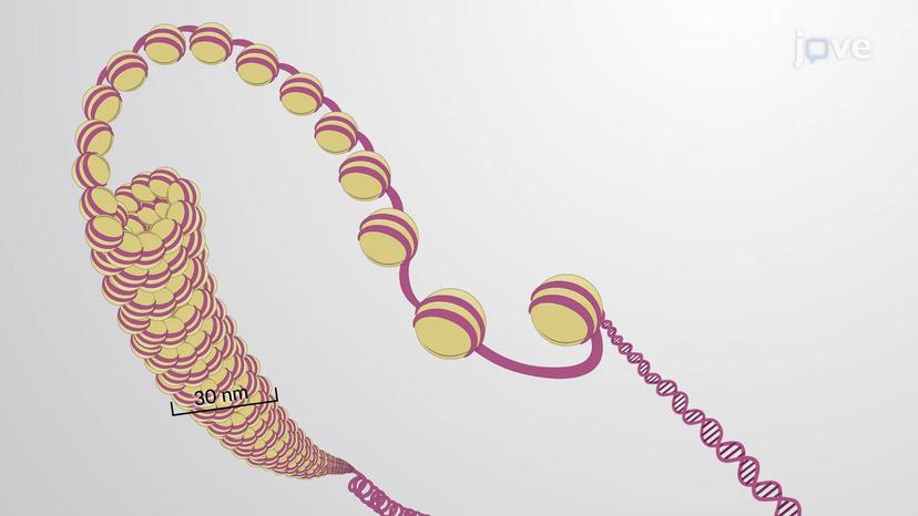 Chromatin Packaging