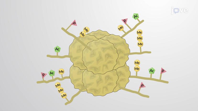 Histone Modification