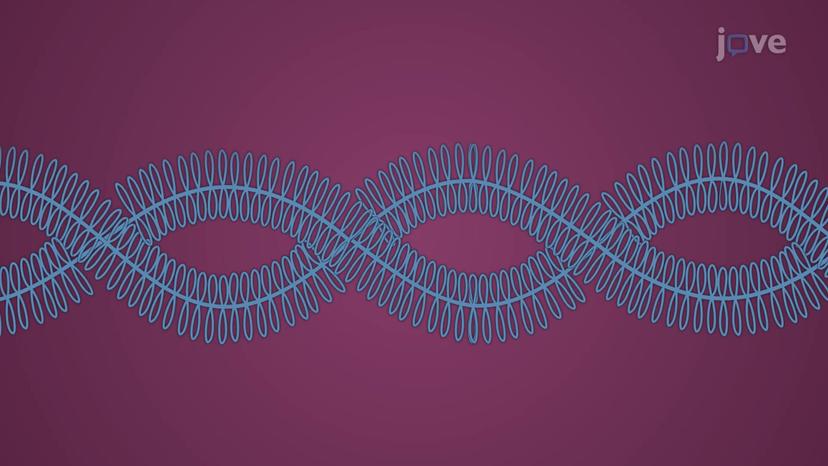 Lampbrush Chromosomes