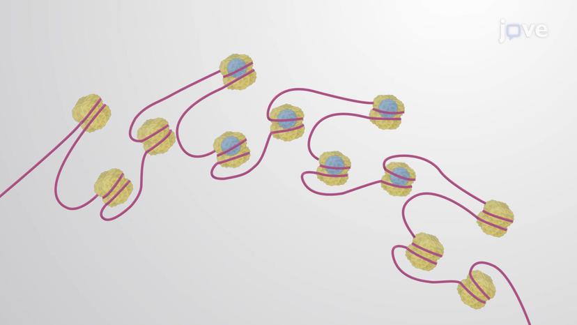 Inheritance of Chromatin Structures