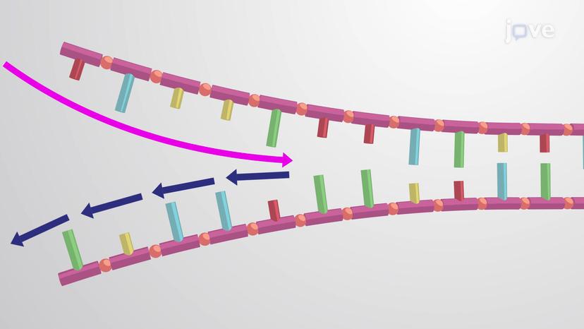 Lagging Strand Synthesis