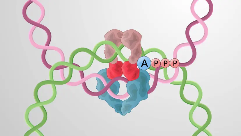 DNA Topoisomerases