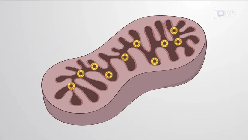 Animal Mitochondrial Genetics