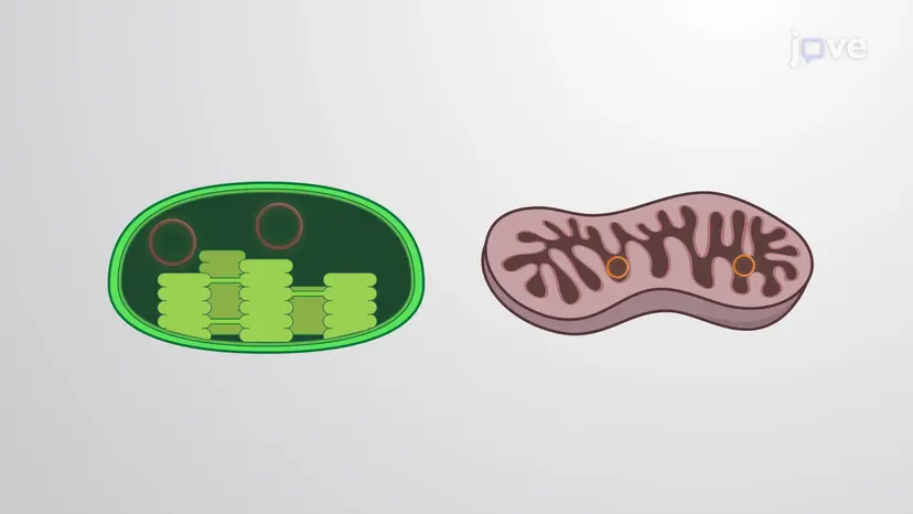 Comparing Mitochondrial, Chloroplast, and Prokaryotic Genomes