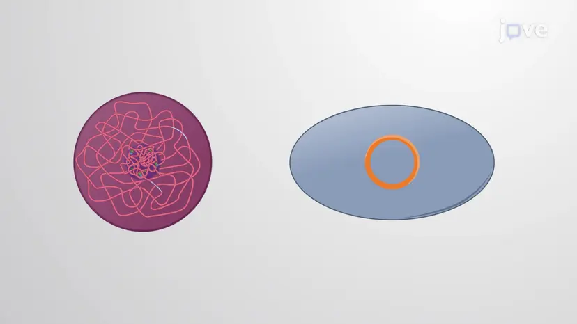 Export of Mitochondrial and Chloroplast Genes