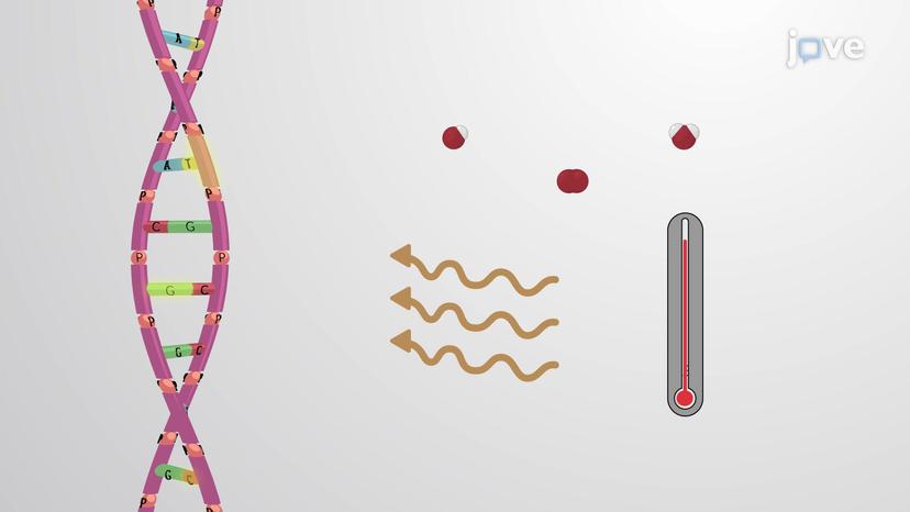 Overview of DNA Repair