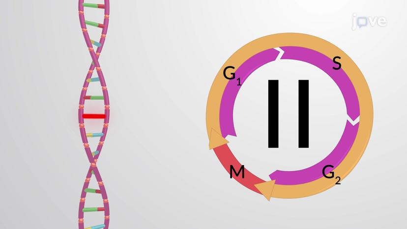 DNA Damage can Stall the Cell Cycle