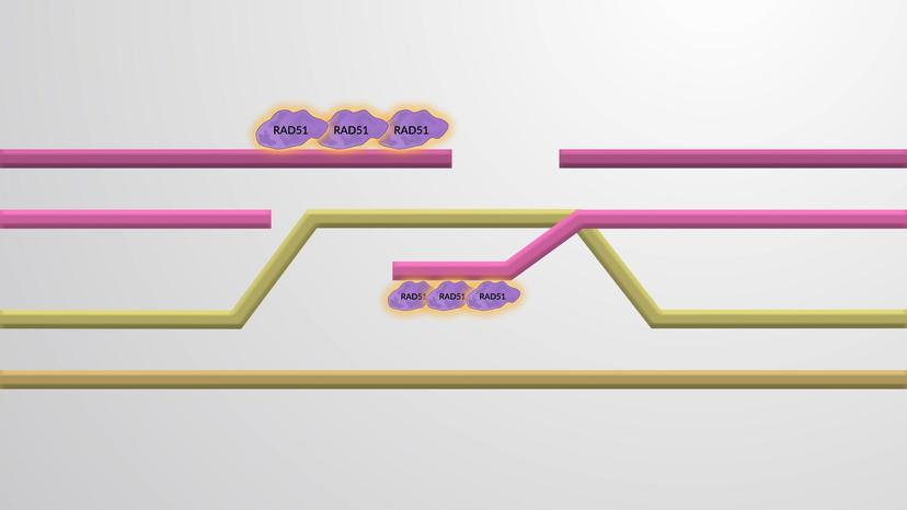 Homologous Recombination