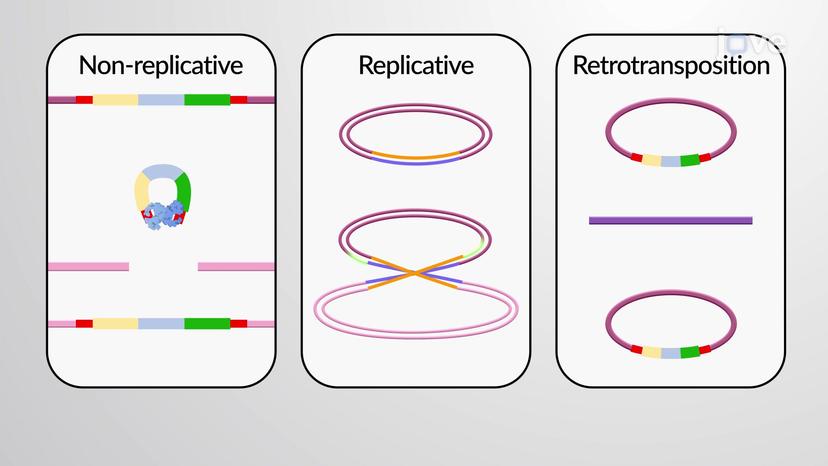 Overview of Transposition and Recombination