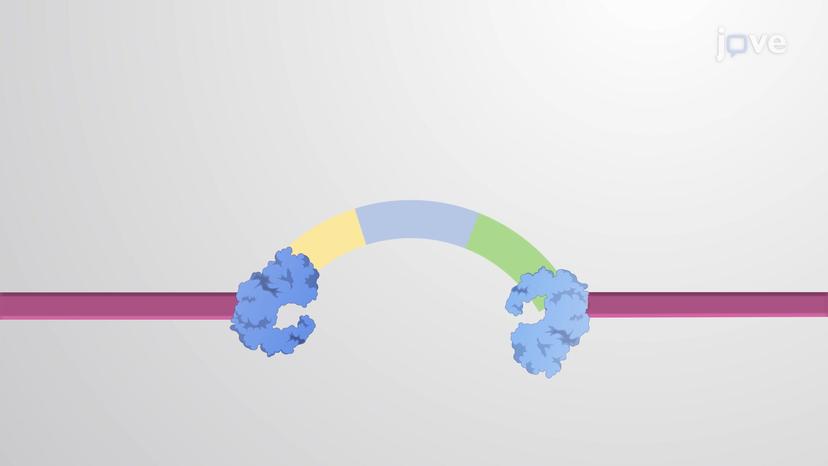 DNA-only Transposons