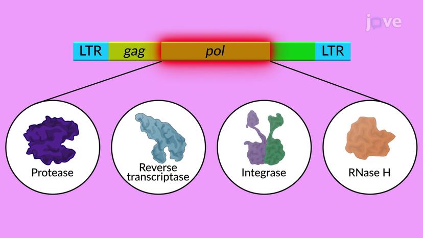 LTR Retrotransposons