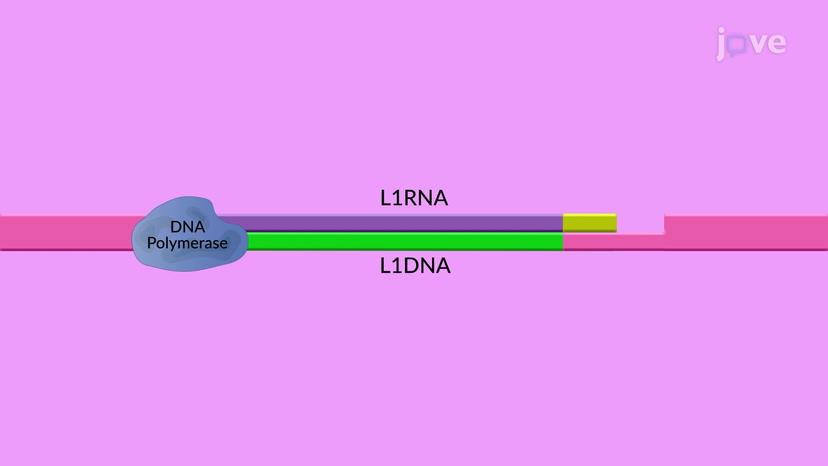 Non-LTR Retrotransposons