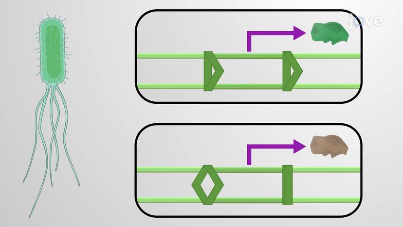 Conservative Site-specific Recombination and Phase Variation