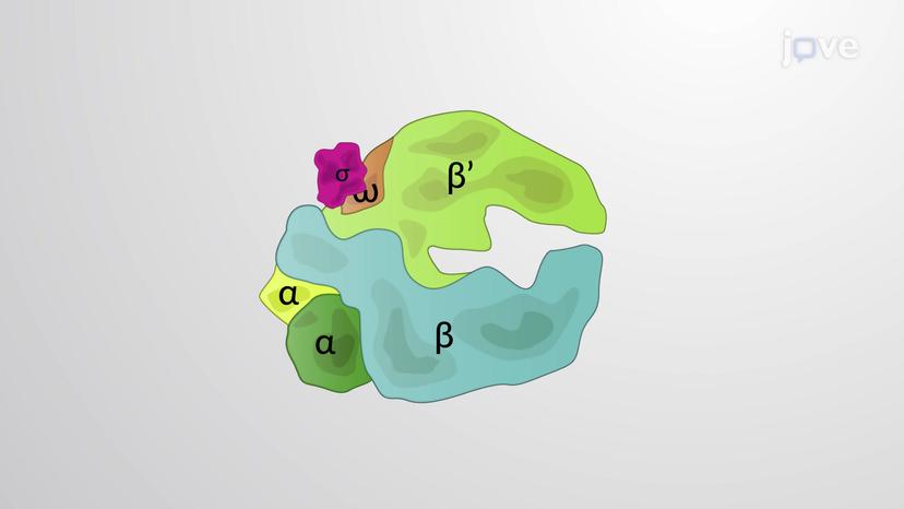 Bacterial RNA Polymerase