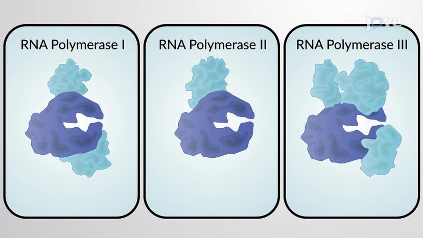 Eukaryotic RNA Polymerases