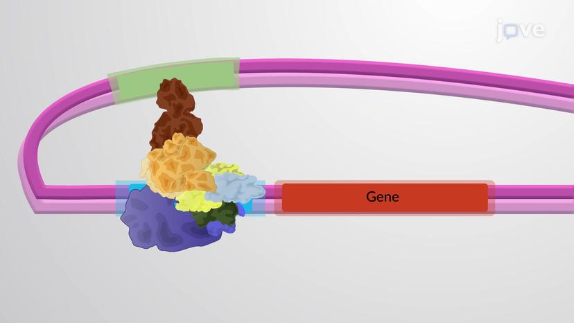 RNA Polymerase II Accessory Proteins