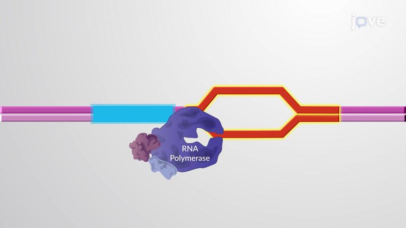 Transcription Elongation Factors