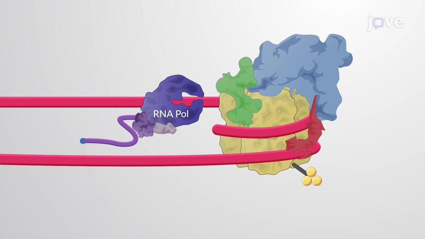 Chromatin Structure Regulates pre-mRNA Processing