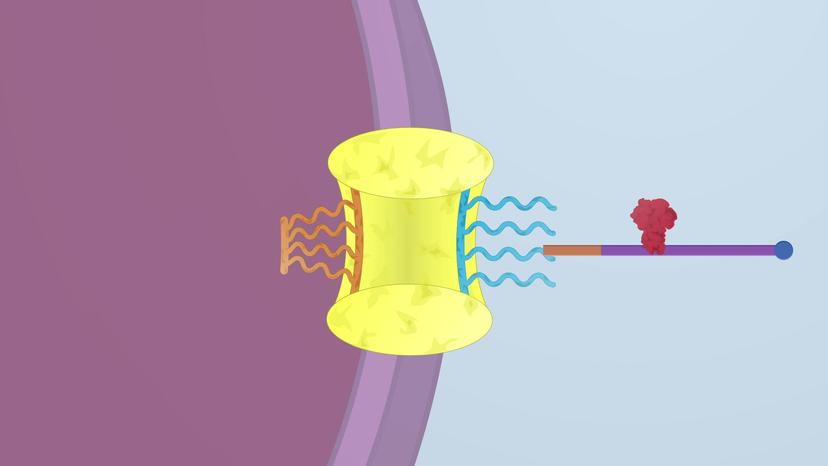 Nuclear Export of mRNA