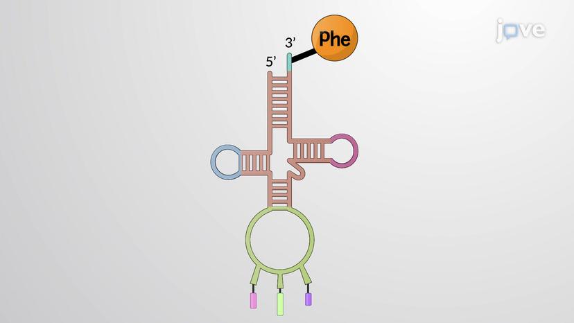 Transfer RNA Synthesis