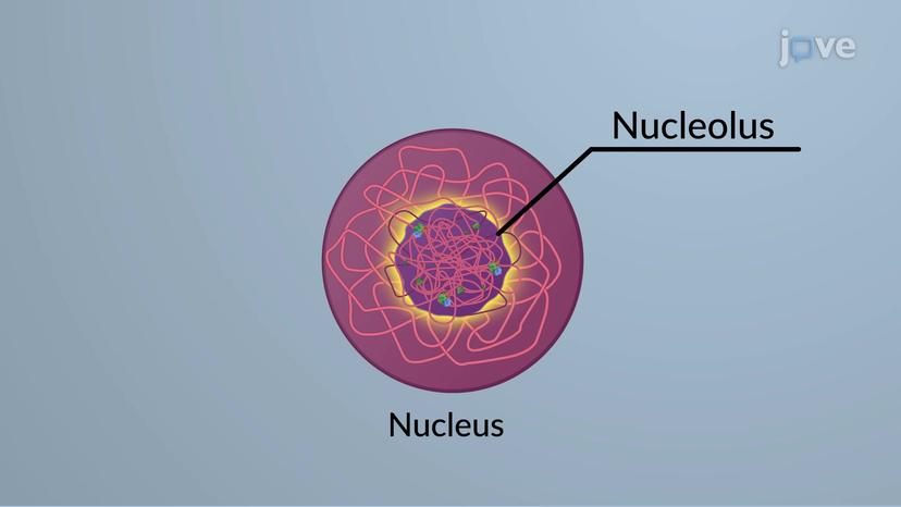 The Nucleolus