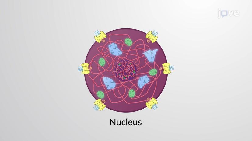 Additional Subnuclear Structures