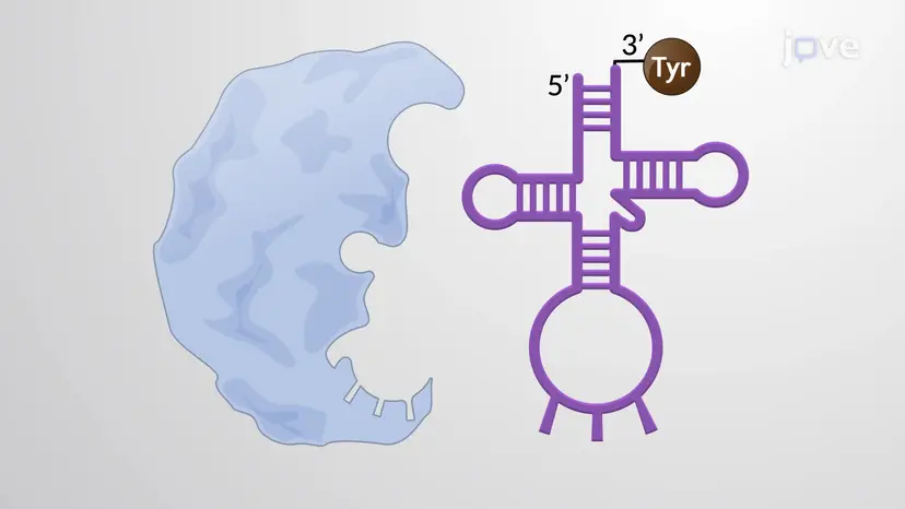 tRNA Activation