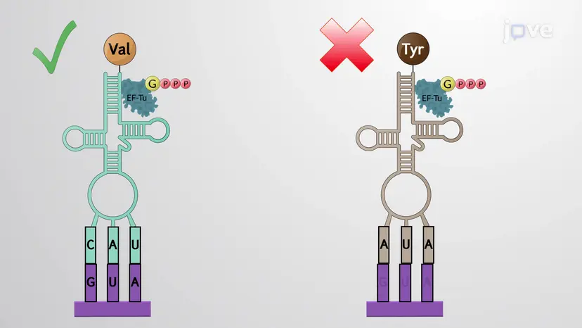 Improving Translational Accuracy