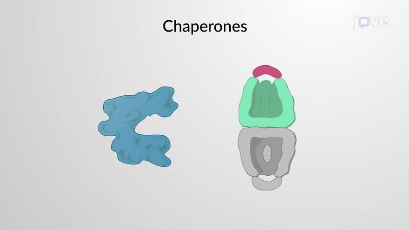 Molecular Chaperones and Protein Folding