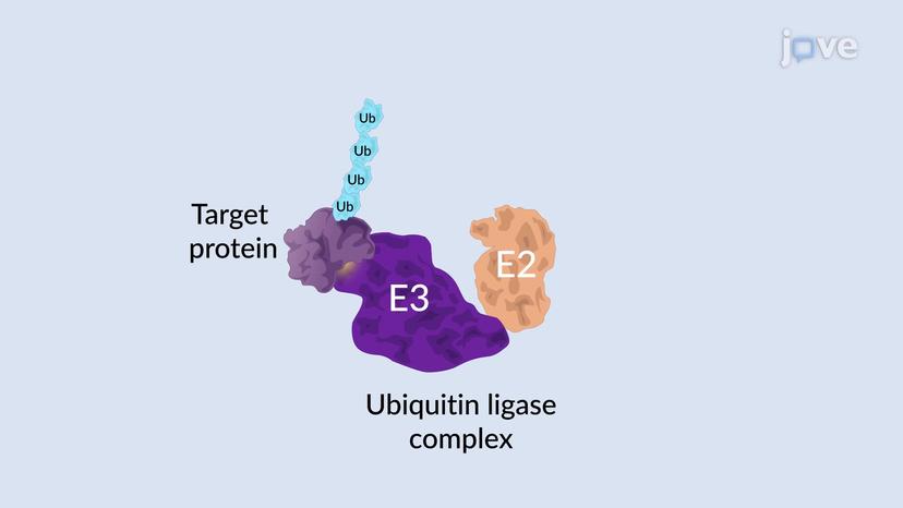 Regulated Protein Degradation