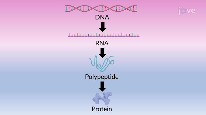 Proteins: From Genes to Degradation