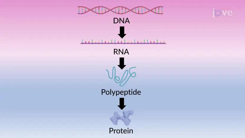 Proteins: From Genes to Degradation