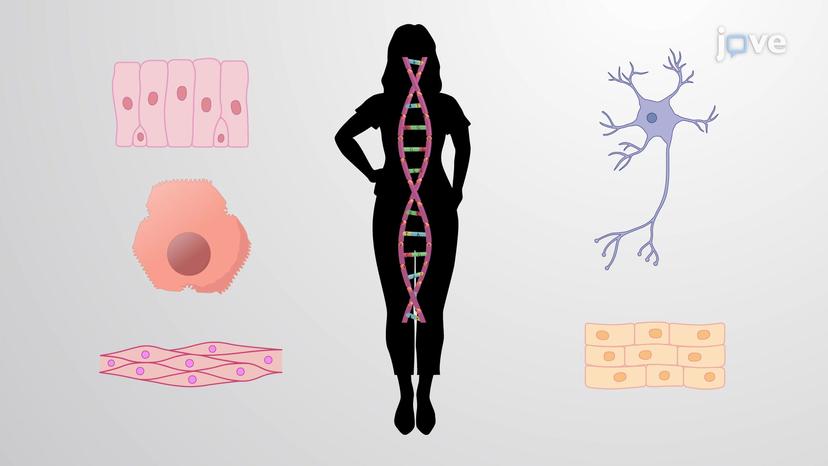 Cell Specific Gene Expression