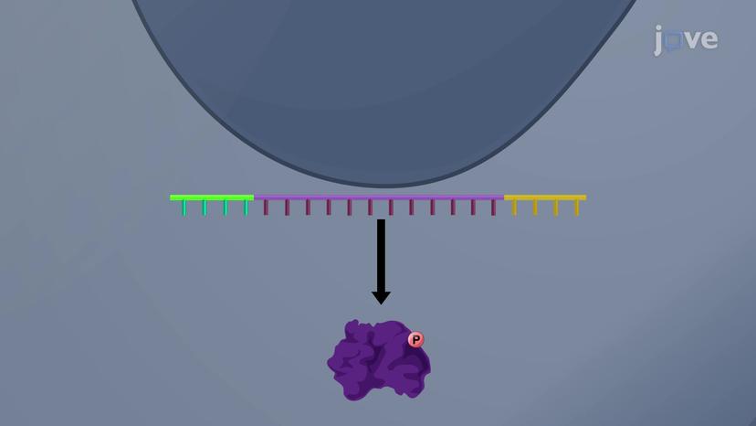 Regulation of Expression Occurs at Multiple Steps