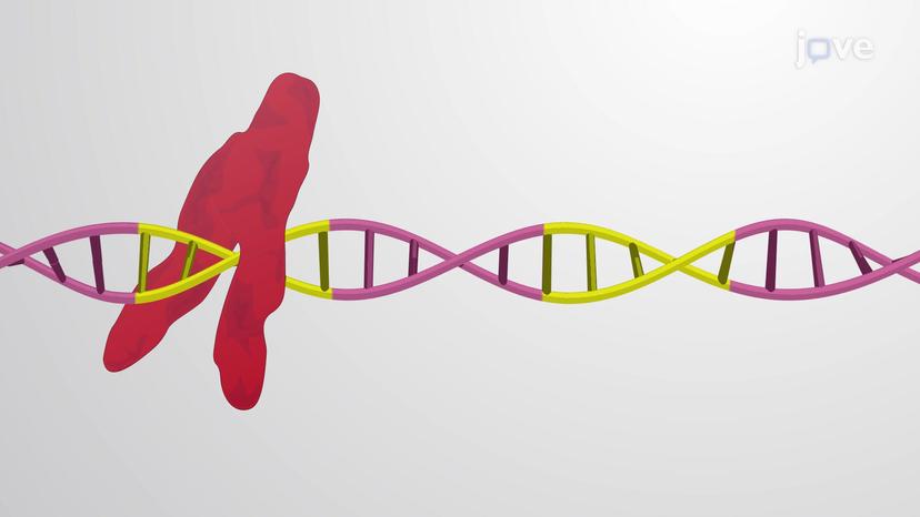 Cis-regulatory Sequences