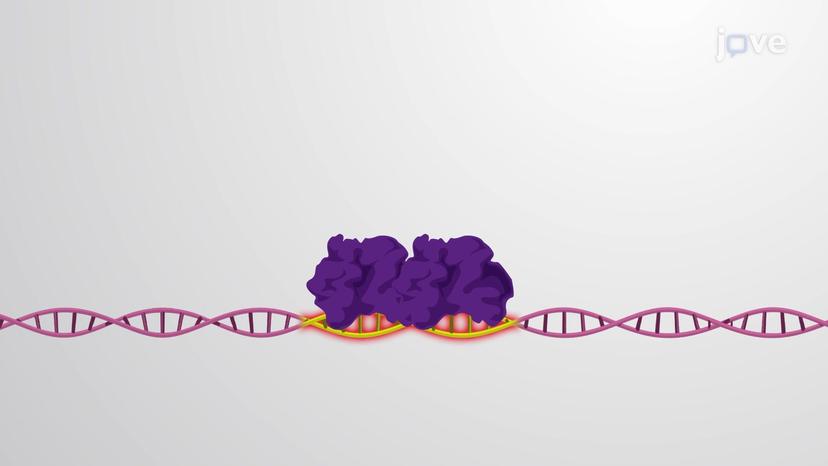 Cooperative Binding of Transcription Regulators