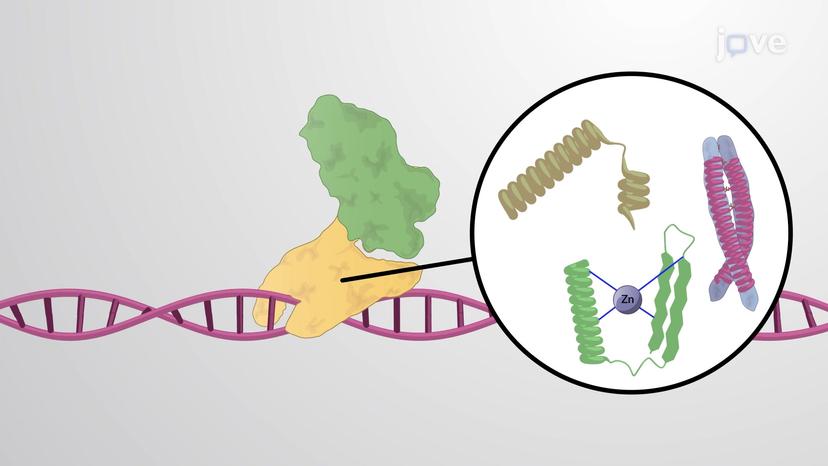 Eukaryotic Transcription Activators