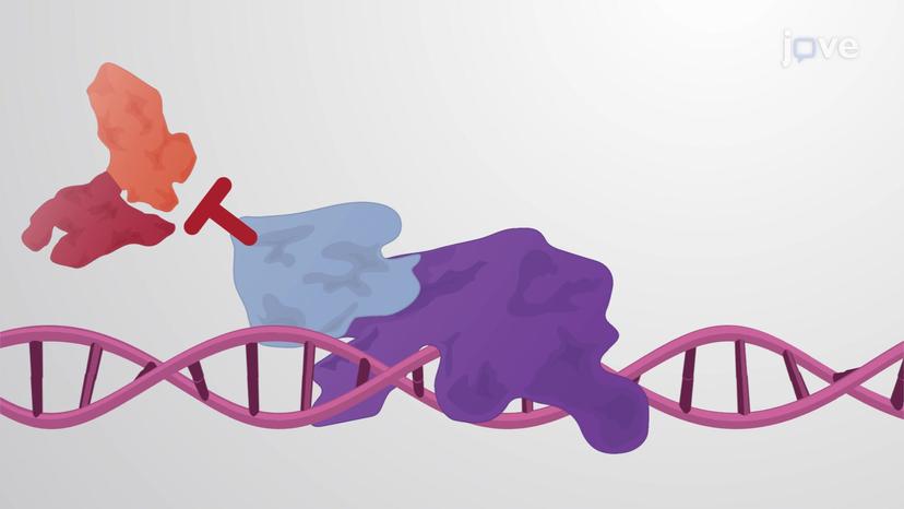 Eukaryotic Transcription Inhibitors