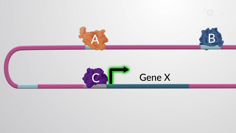 Combinatorial Gene Control