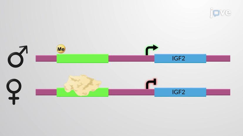 Genomic Imprinting and Inheritance