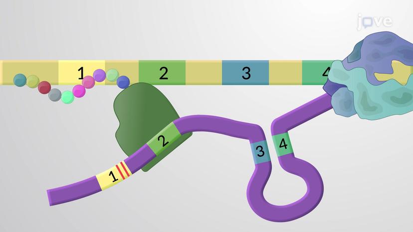 Transcription Attenuation in Prokaryotes