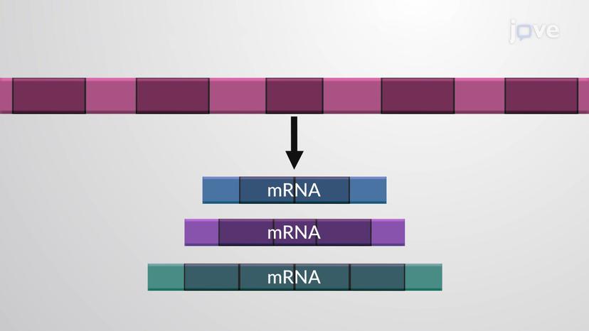 Alternative RNA Splicing