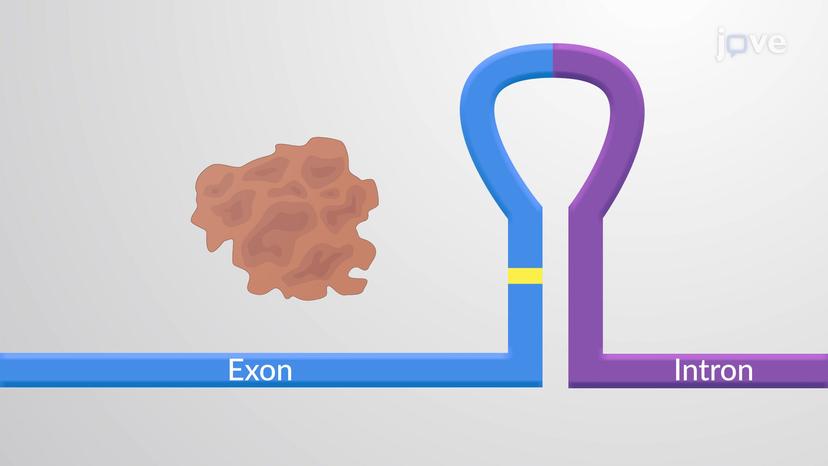 RNA Editing