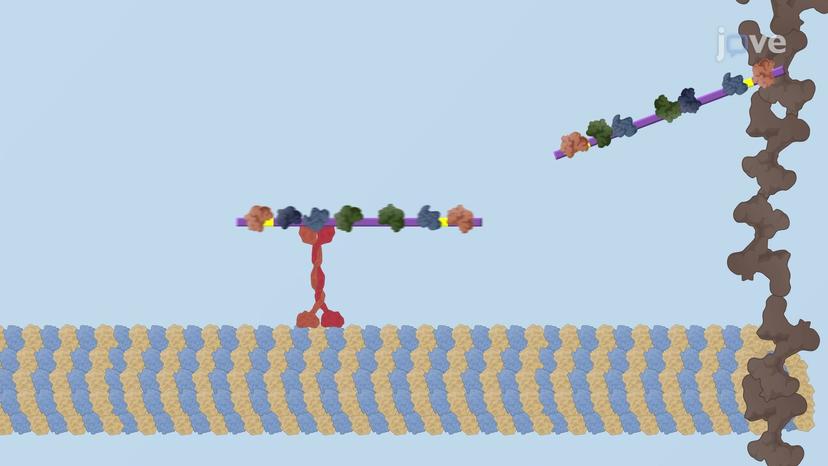 Regulated mRNA Transport