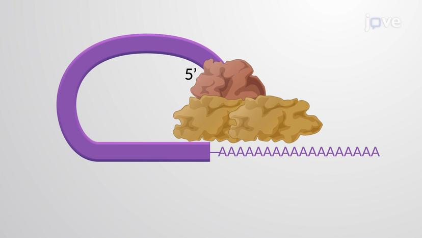 mRNA Stability and Gene Expression