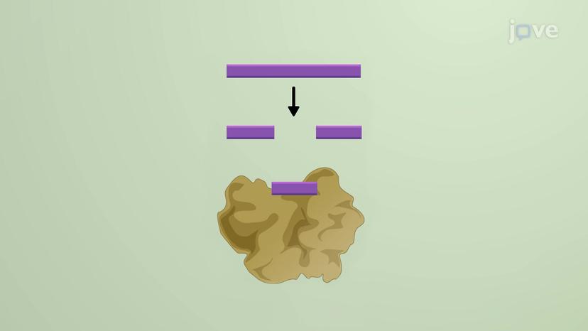 piRNA - Piwi-interacting RNAs