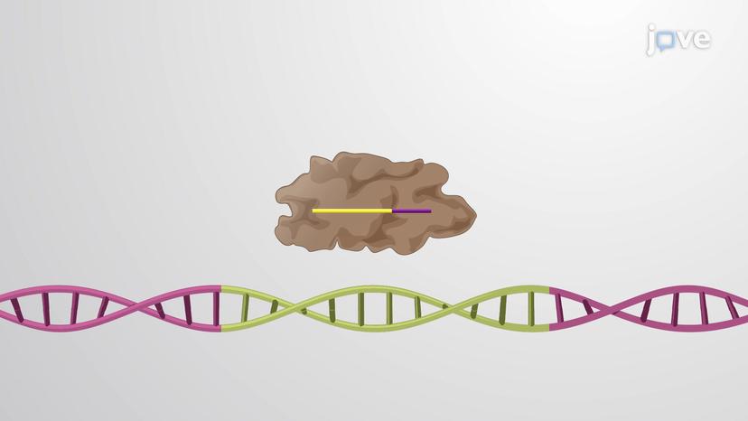 CRISPR and crRNAs